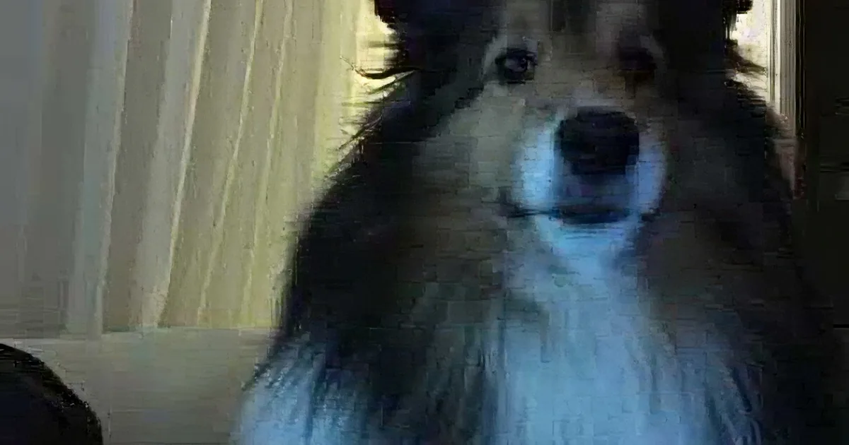 A fluffy dog with a mix of black, white, and brown fur is looking directly at the camera.