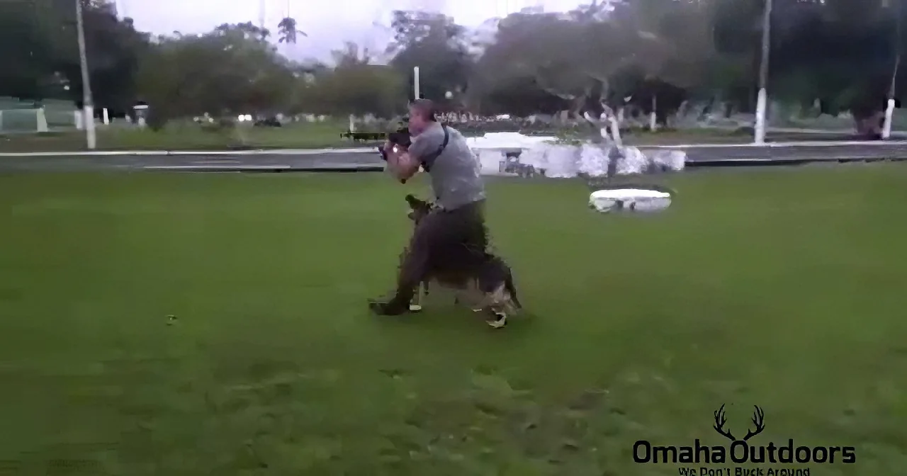 A man in a gray shirt runs across a grassy field with a camera, chasing a deer.