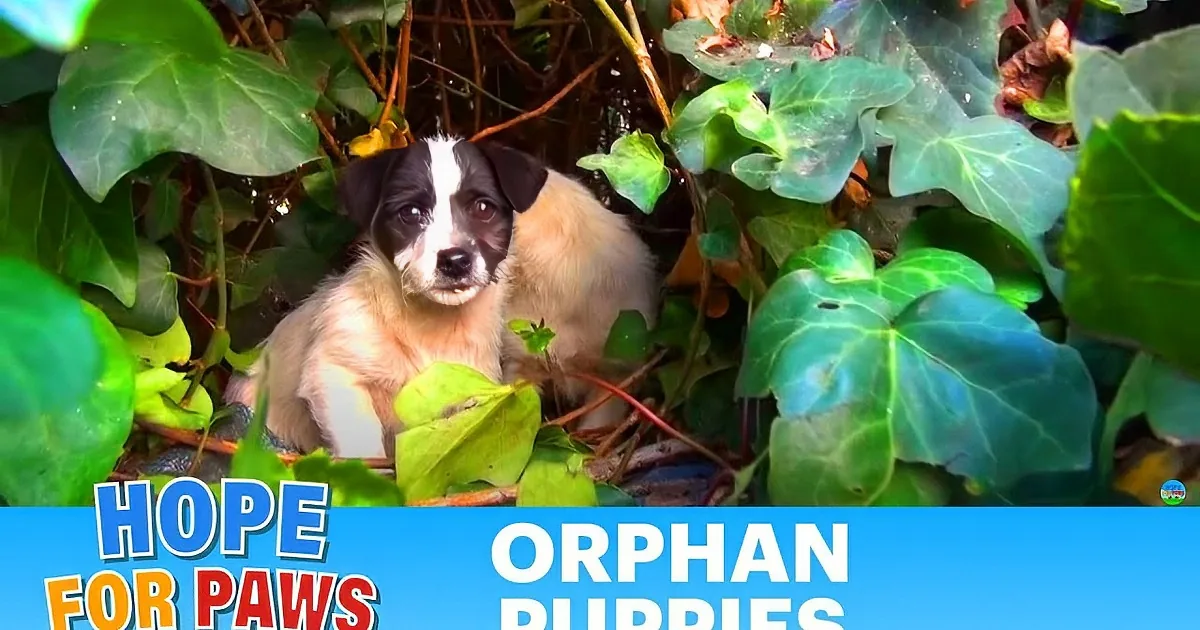 A small puppy peeks out from a nest of branches and twigs.