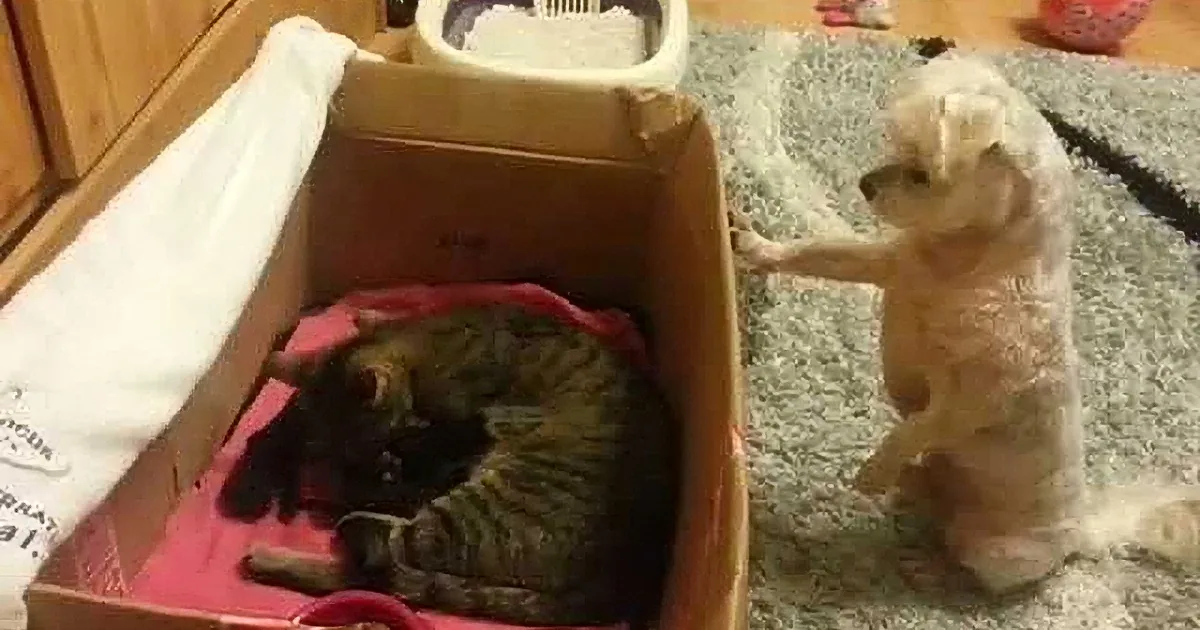 A small dog stands on a carpet, observing a cat nestled in a cardboard box lined with pink fabric.