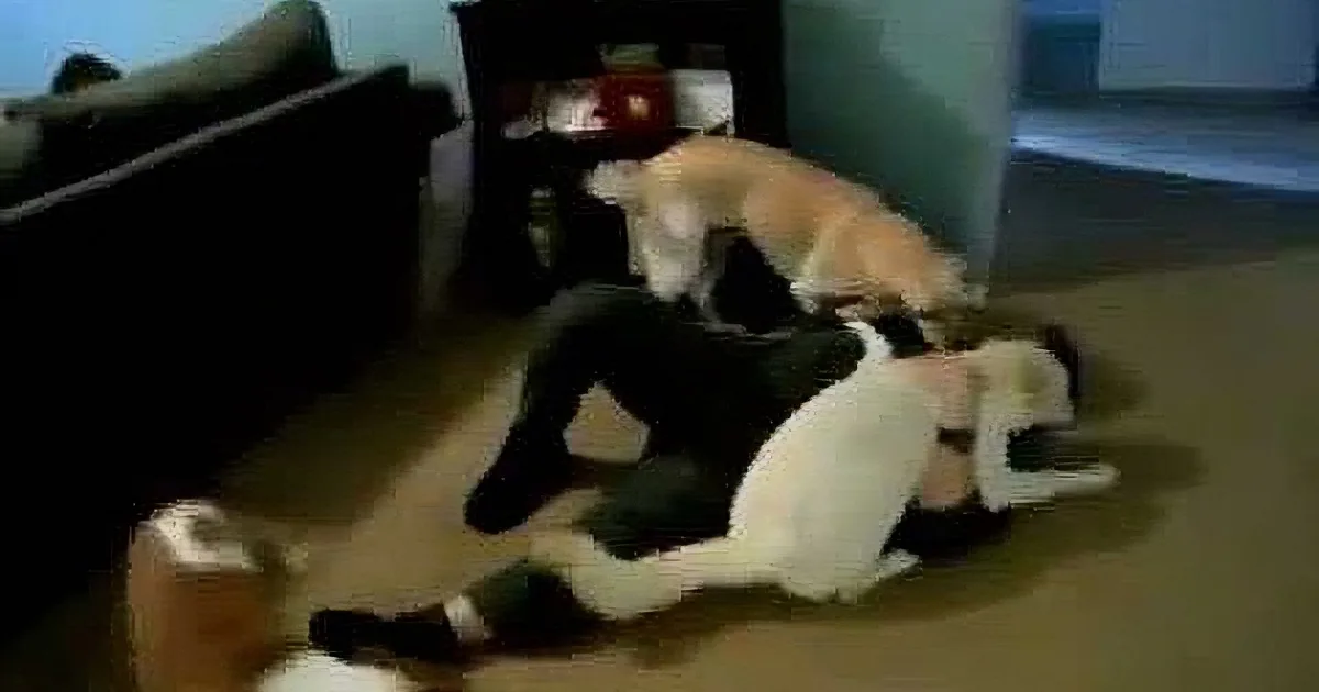 A dog and a cat are playfully wrestling on the floor in a living room.