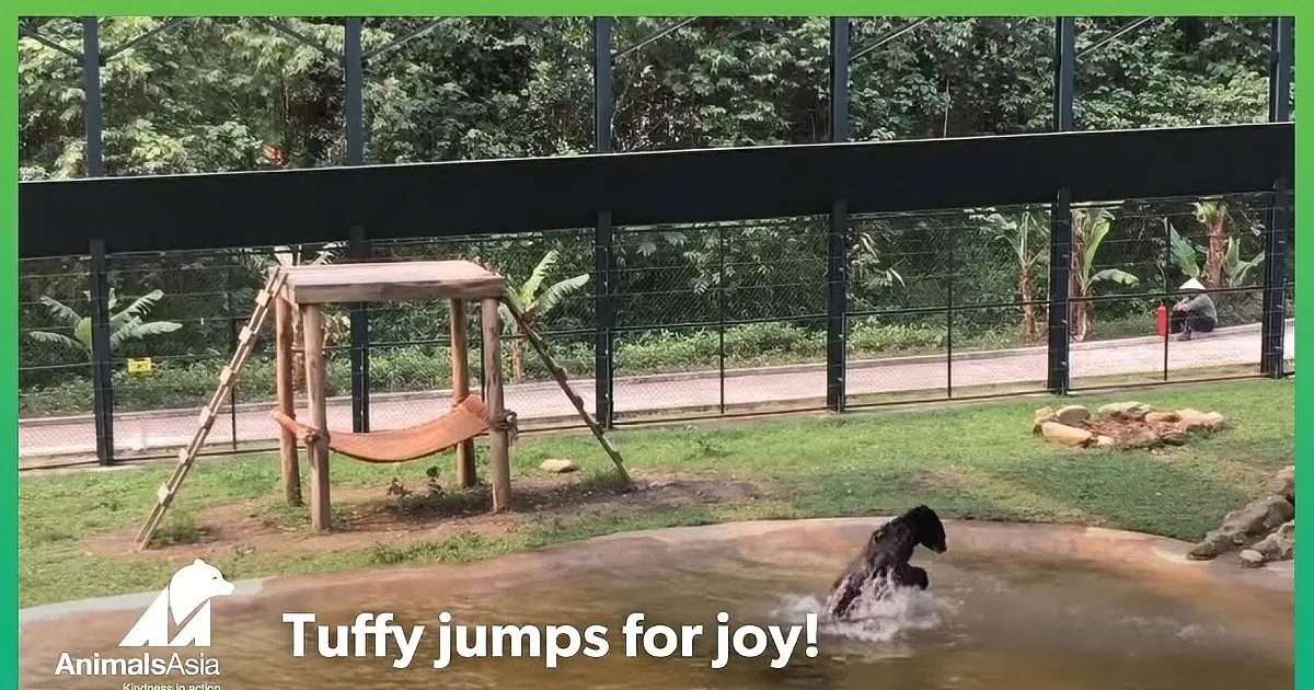 A bear swims in a pool surrounded by grass and trees, with a person in the background.