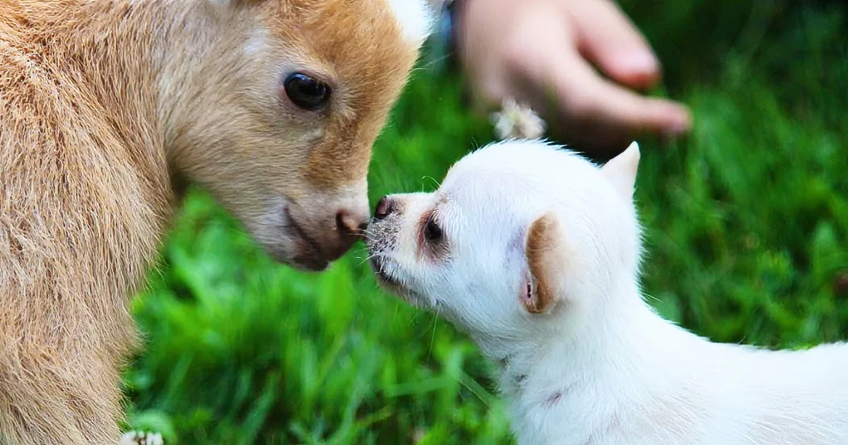 Orphaned Puppy Is Adopted by Goats, Now She''s One of the Cool Kids