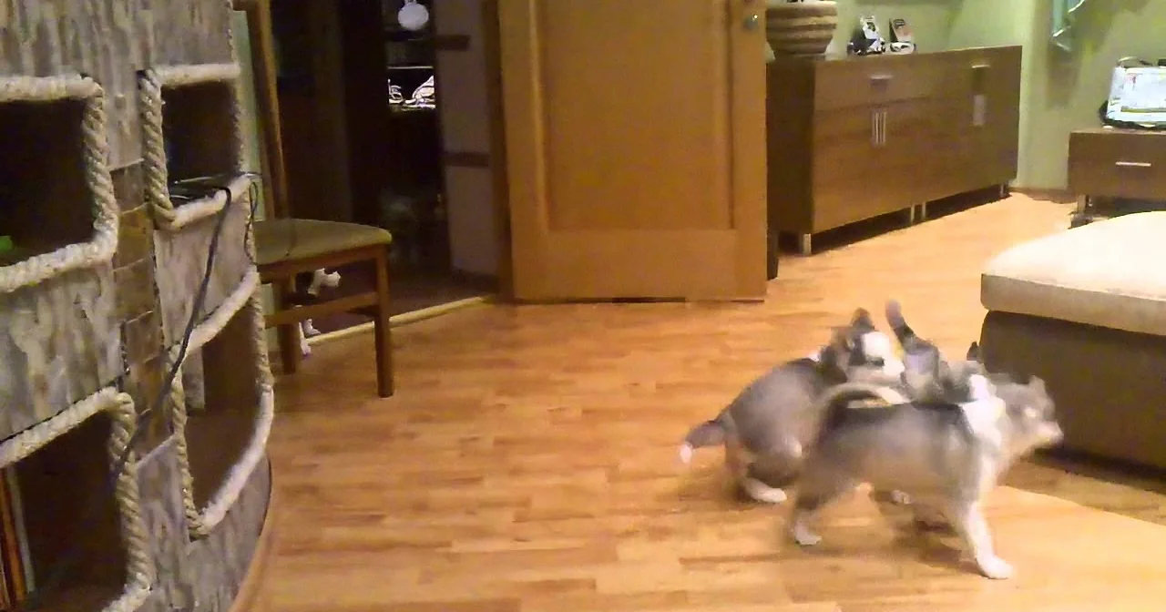 Two small dogs, one gray and white, are playfully interacting on a wooden floor in a cozy living room.