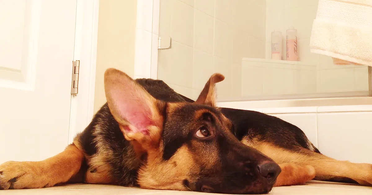 Compassionate German Shepherd Won''t Let Him Sing Alone! the Hilarious Duet Rings True! How Awesome!