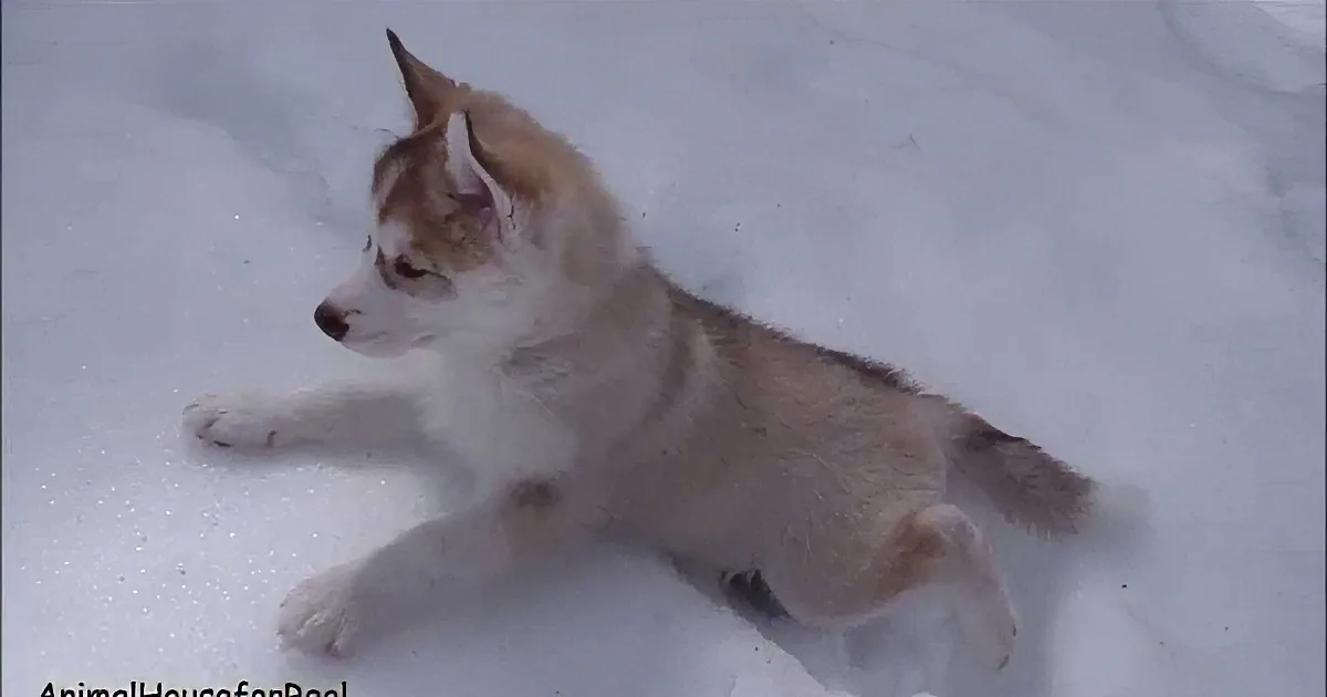 A playful husky puppy with white and brown fur is lying on its side in the snow.