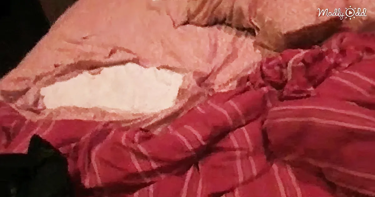 The Bedroom Is an Absolute Mess - Where Could the Culprit Be Hiding?