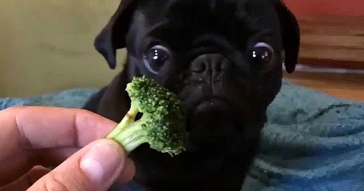 A curious black pug puppy gazes at a hand holding a piece of broccoli.