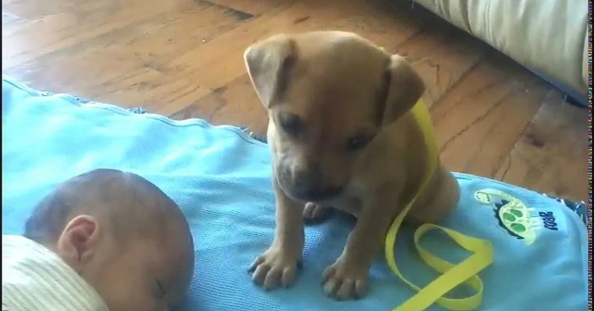 A puppy wearing a yellow collar stands on a blue blanket next to a sleeping baby.