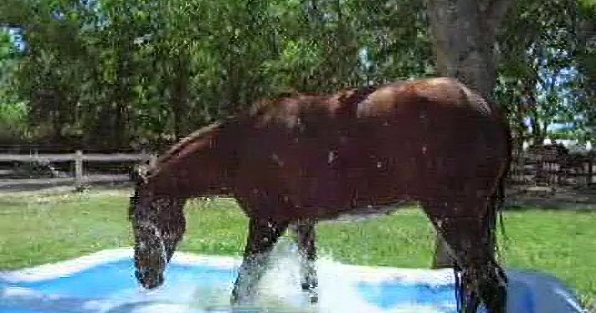 A dark brown horse splashes in a pool of water on a sunny day.