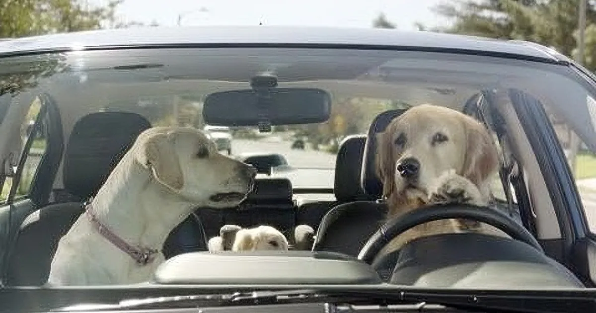 Two dogs, one white and one brown, are sitting in the front seats of a car, looking out the windshield.