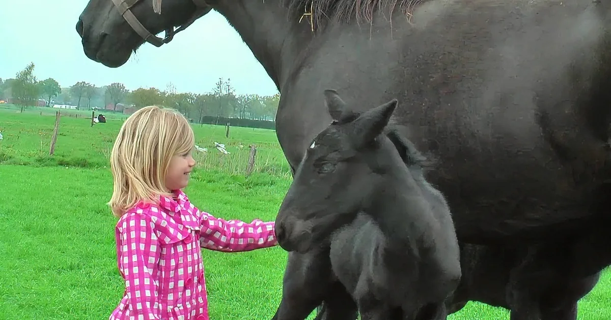 A young girl in a pink checkered dress interacts with a black foal in a grassy field.