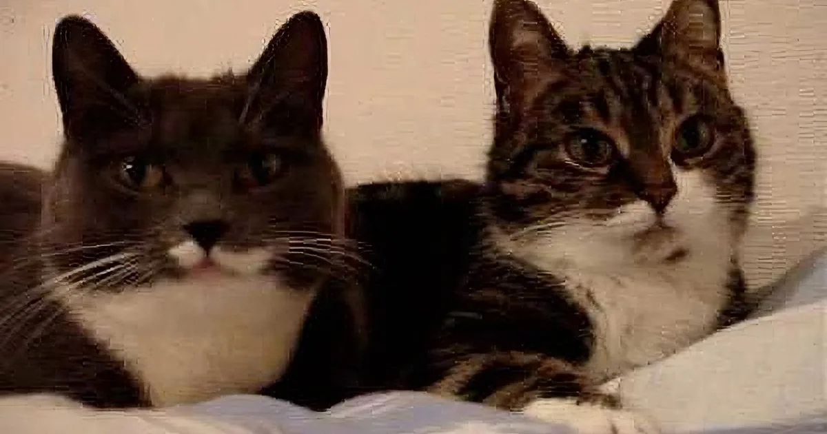 Two cats, one black and white, the other tabby, lounging together on a white surface.
