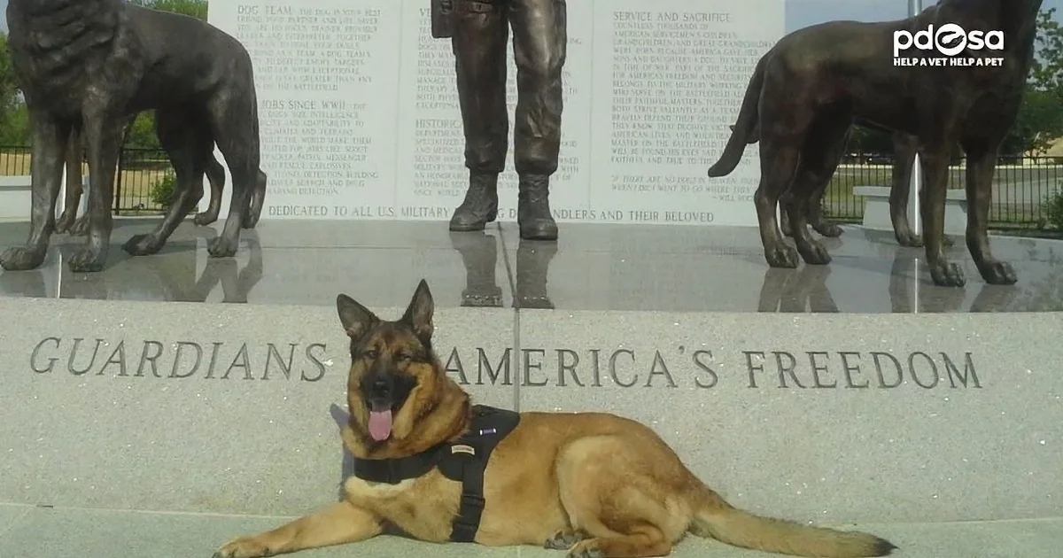 A German Shepherd dog wearing a harness lies in front of a memorial statue of a soldier and two dogs.