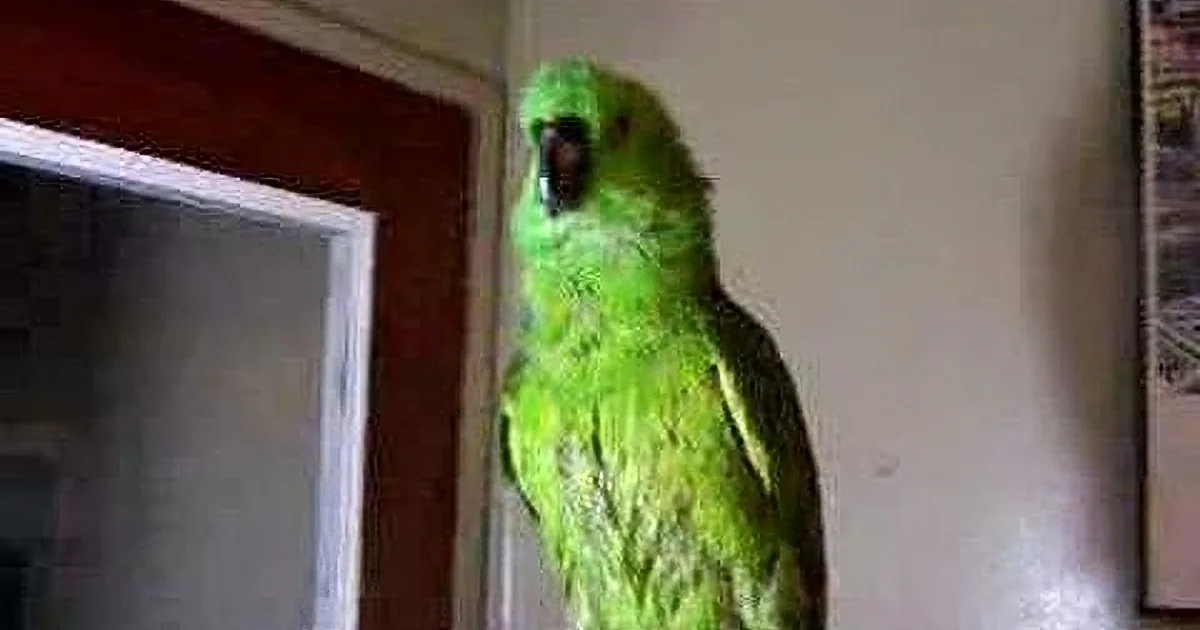 A vibrant green parrot perches on a branch, surrounded by a collage of smaller images.