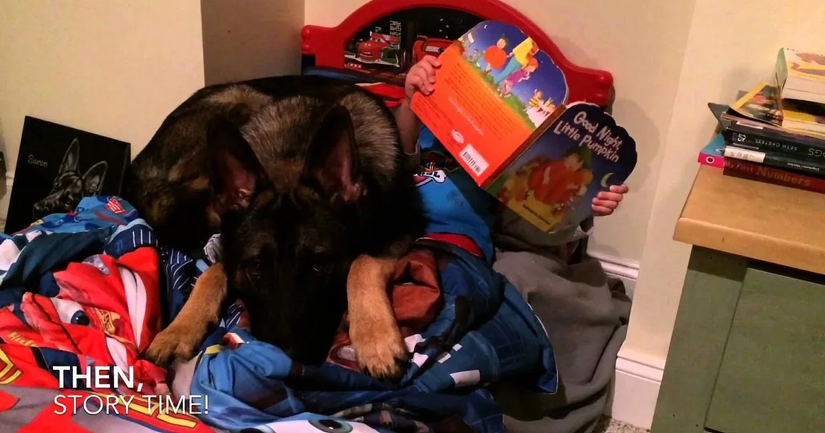 A dog is lying on a bed, surrounded by blankets, while a person reads a book titled "Good Night Little Pumpkin."