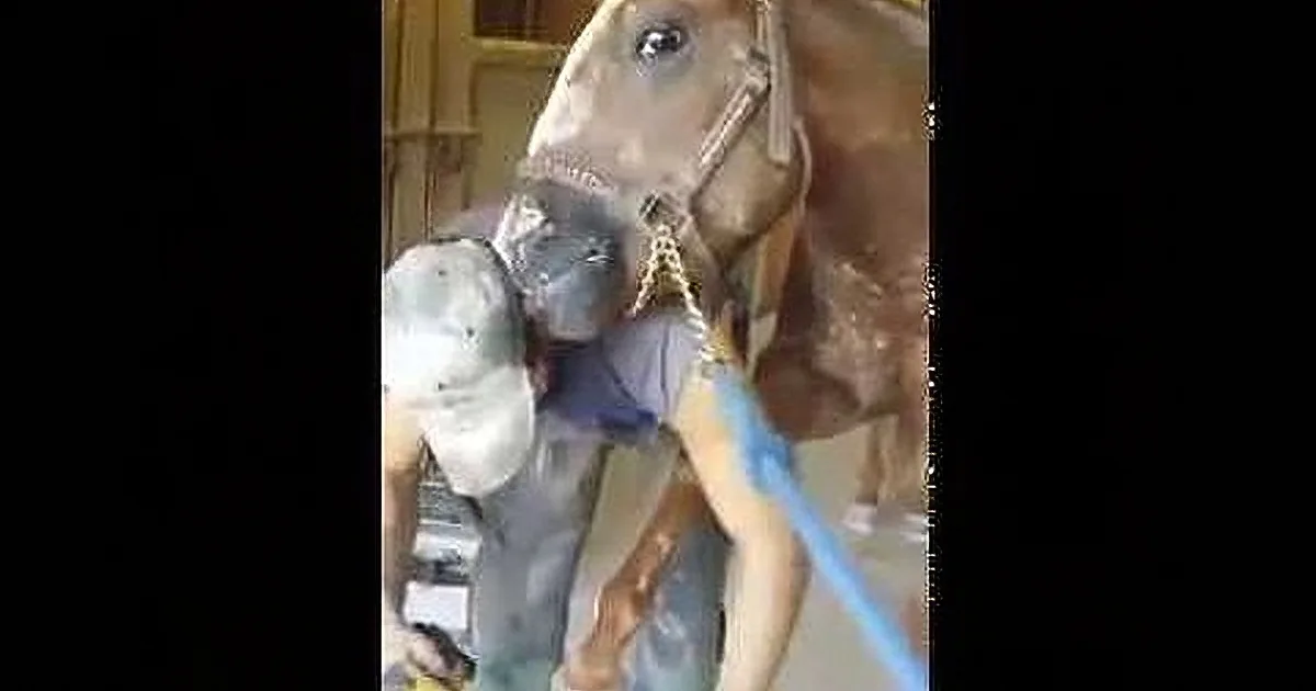 A horse wearing a halter is being groomed by a person holding a brush.