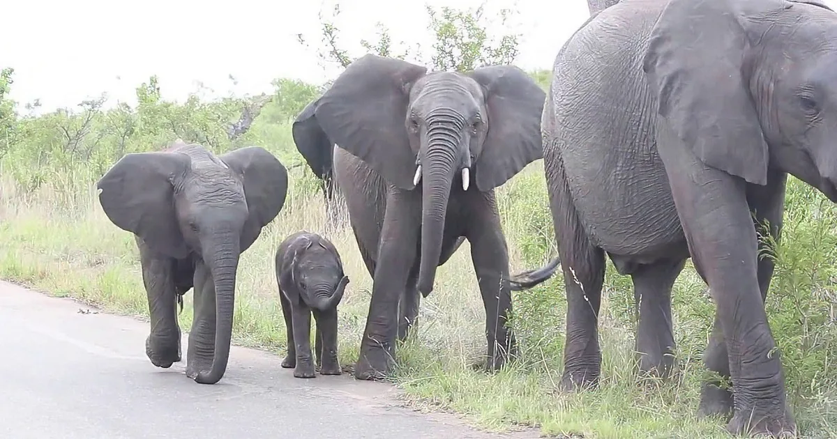 A herd of elephants, including a baby, walks along a road in a grassy area.