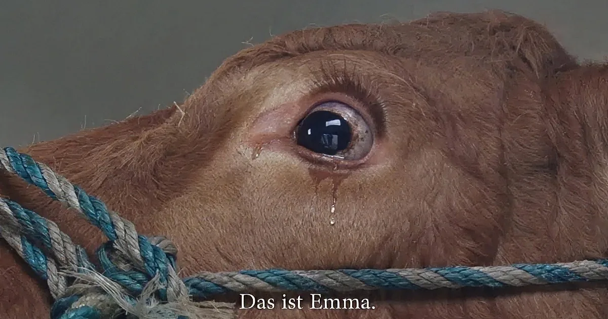 A close-up of a brown calf's face with a rope around its neck, captioned "Das ist Emma."