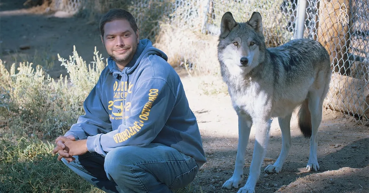 This Veteran With Ptsd Sees a Wolf Nearby. What Happens Next? Awe-Inspiring!