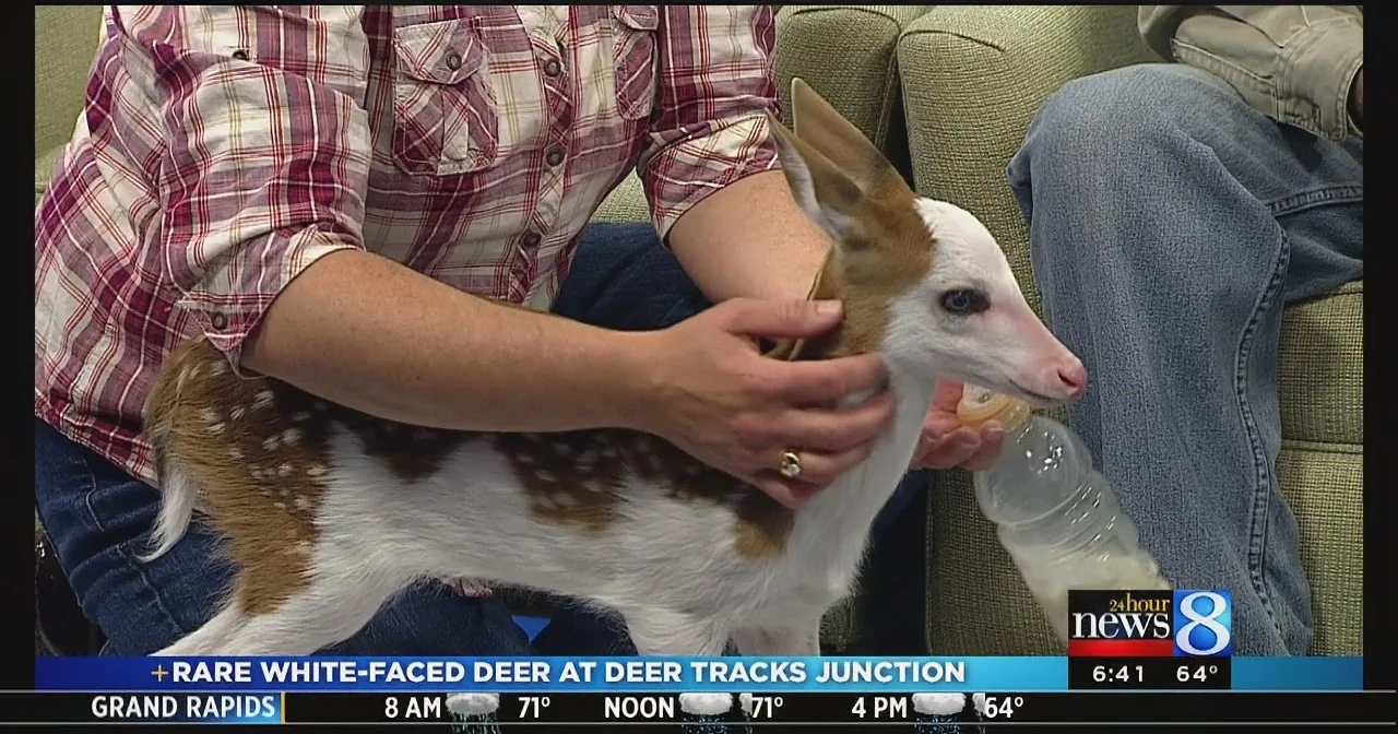 A person holds a rare white-faced deer fawn on a news broadcast.