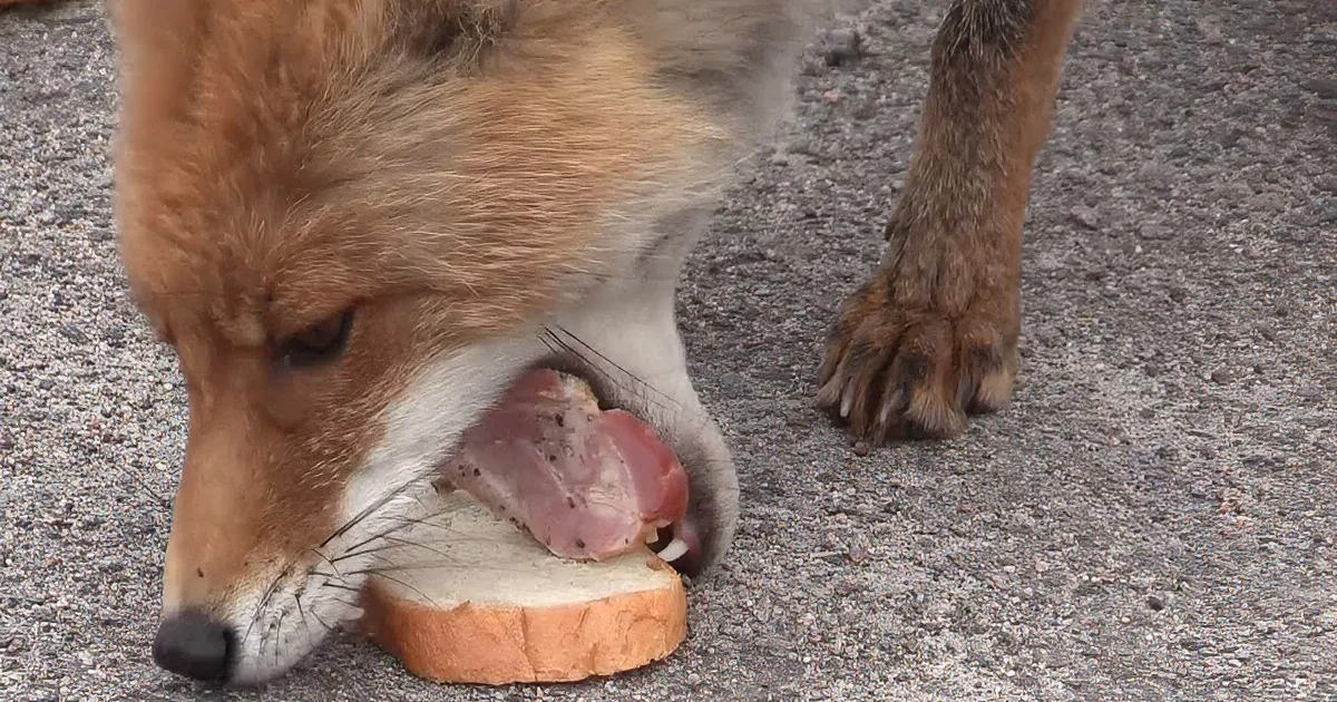 A fox is eating a piece of bread on the ground.