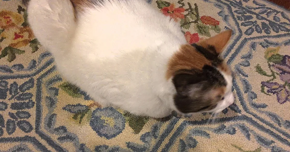 A fluffy white and brown cat lounges on a patterned carpet with floral designs.