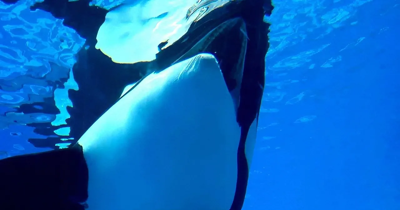A dolphin swims gracefully underwater, its body partially submerged in a blue aquatic environment.