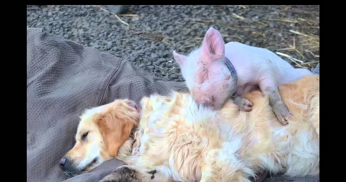 A golden retriever and a pig are lying together, appearing to rest and bond.