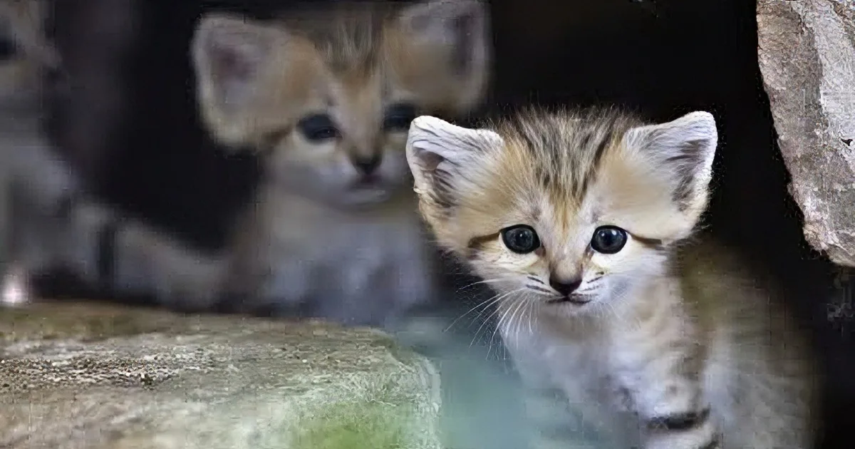 Two adorable sand cat kittens peek out from a rocky hideaway, surrounded by collage elements.