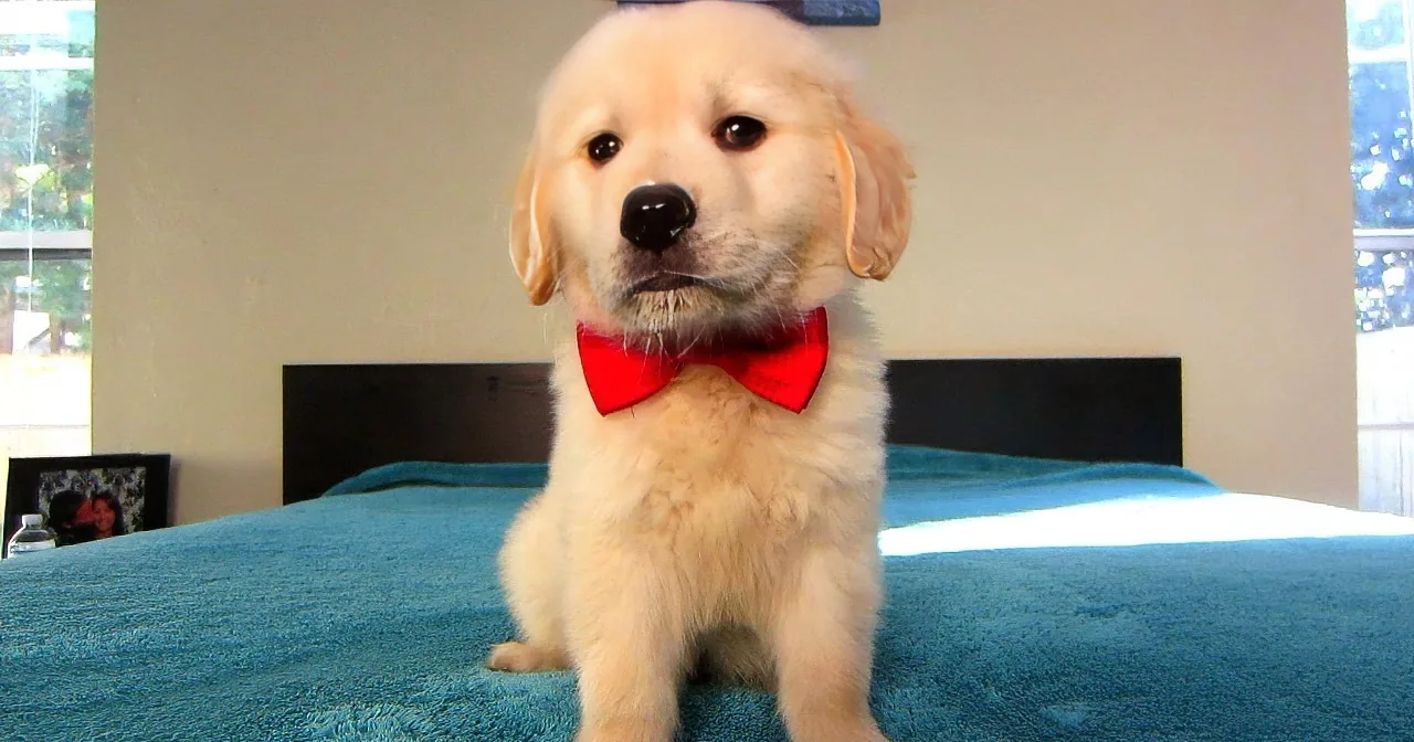 A fluffy golden retriever puppy wearing a red bow tie sits on a blue blanket indoors.