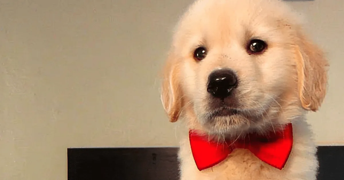A fluffy golden retriever puppy wearing a red bow tie sits in front of a plain wall.