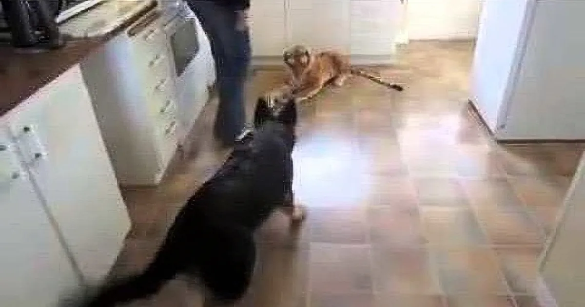 Dog''s Daddy Decides to Play Prank on German Shepherd. the Results Are Hilarious!