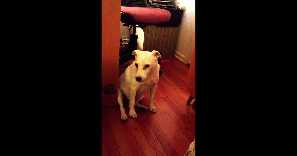 A white dog sits on a wooden floor, looking directly at the camera.