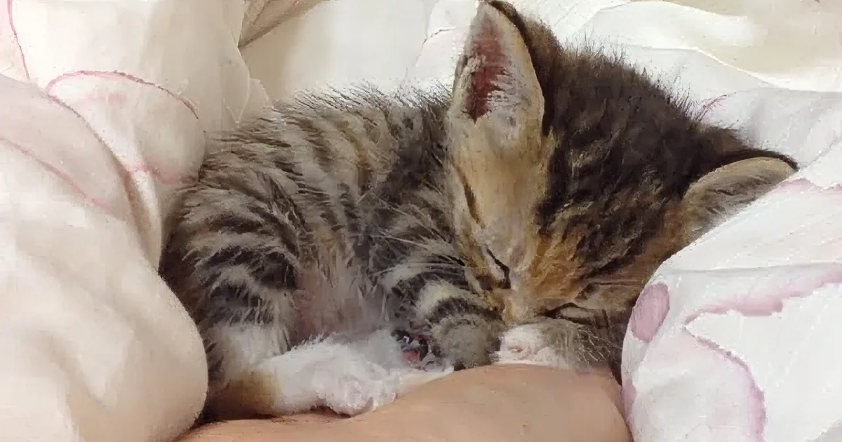 A small, striped kitten is curled up and sleeping peacefully on a soft, pink blanket.