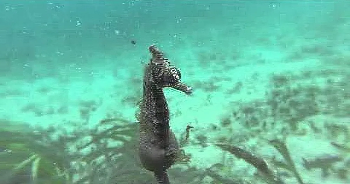 A seahorse stands upright amidst aquatic plants, its body curved gracefully, surrounded by a greenish-blue underwater...