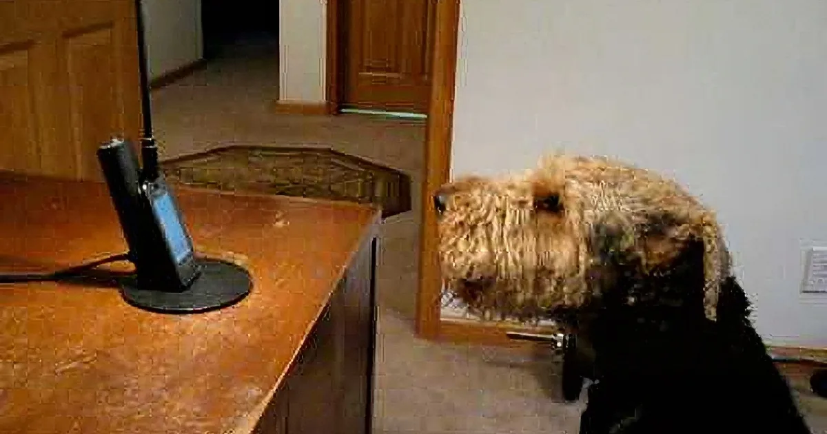 A dog with a light brown and black coat is looking up, partially obscured by a wooden desk with a phone and a black...