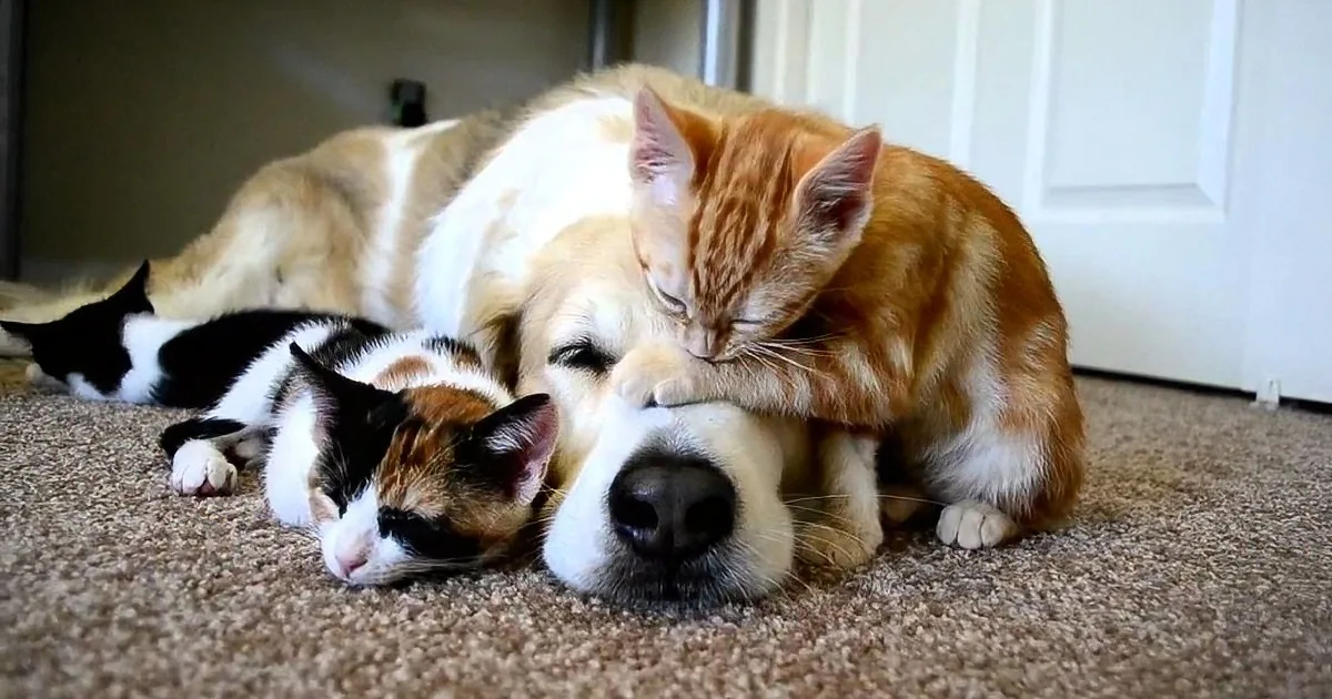 A dog and a cat are cuddling on a carpet, both appearing relaxed and content.