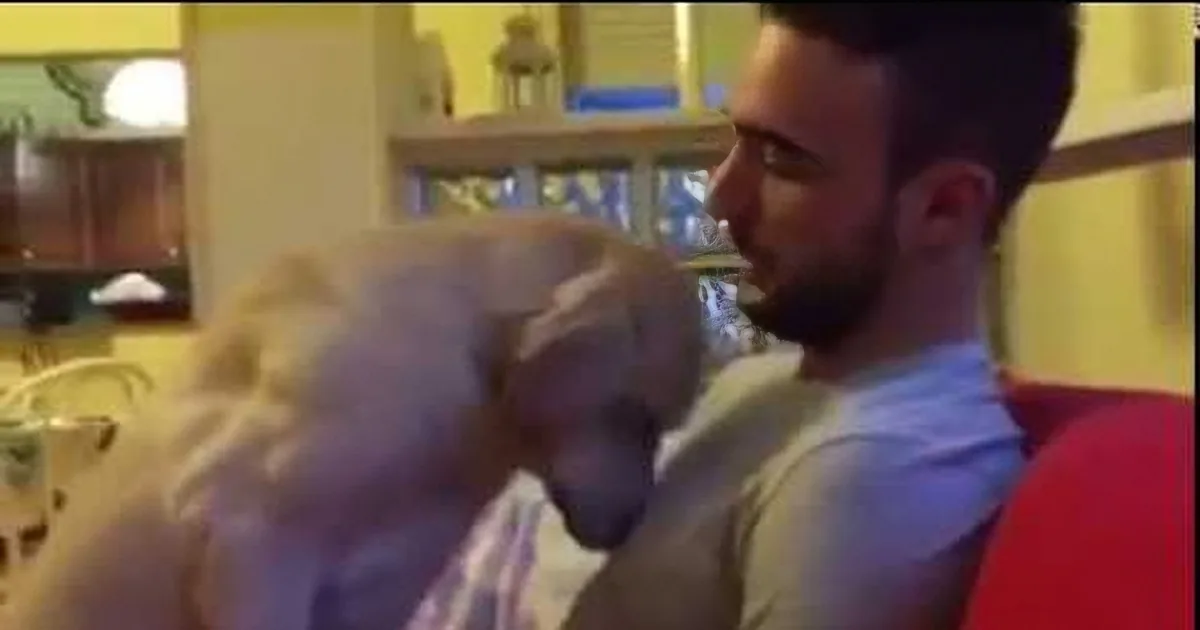 I''ve Never Seen a Dog Look so Guilty! When This Retriever Tries to Make Amends? the Owner Folds Like a House of Cards.