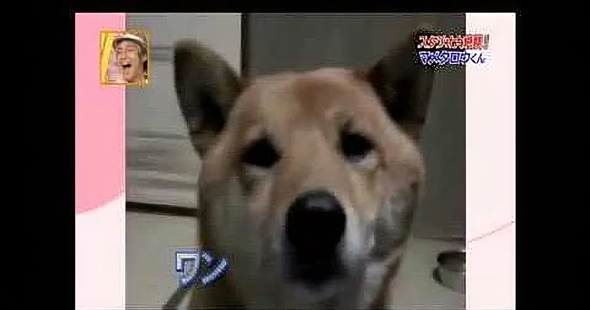 A dog is in the center of the image, with a pink and white frame on the left and Japanese text on the right.
