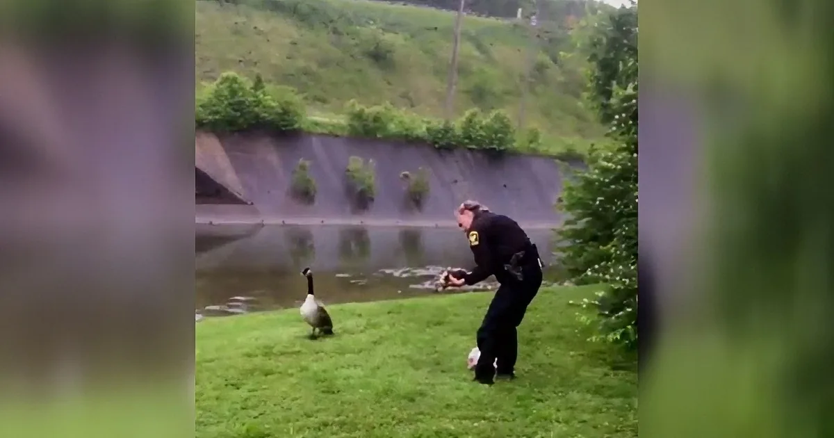 Baby Gosling Entangled in Balloon Ribbon! Mother Goose Searches Desperately for Help! Poor Thing!