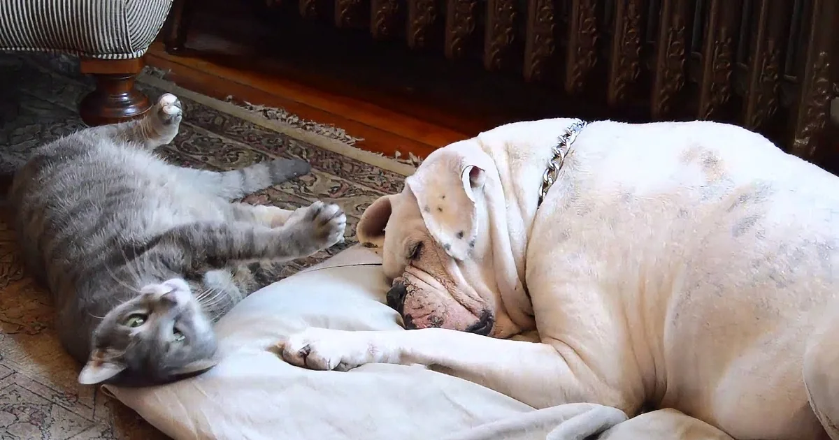 A cat playfully interacts with a large, relaxed dog lying on a blanket.