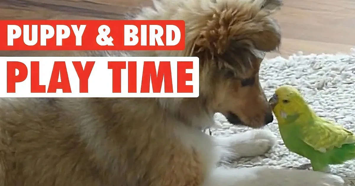A fluffy puppy and a small green bird are interacting playfully on a carpet.