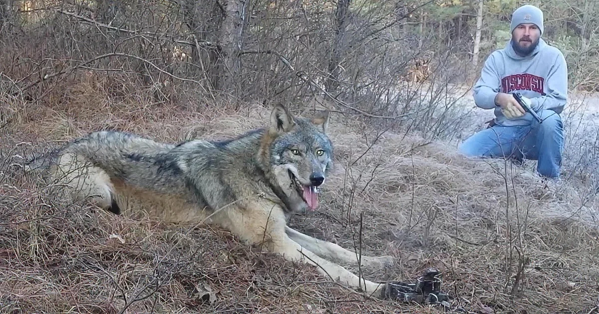 Timberwolf Gets Ensnared by Accident. When Help Arrives, This Majestic Creature Watches Patiently.