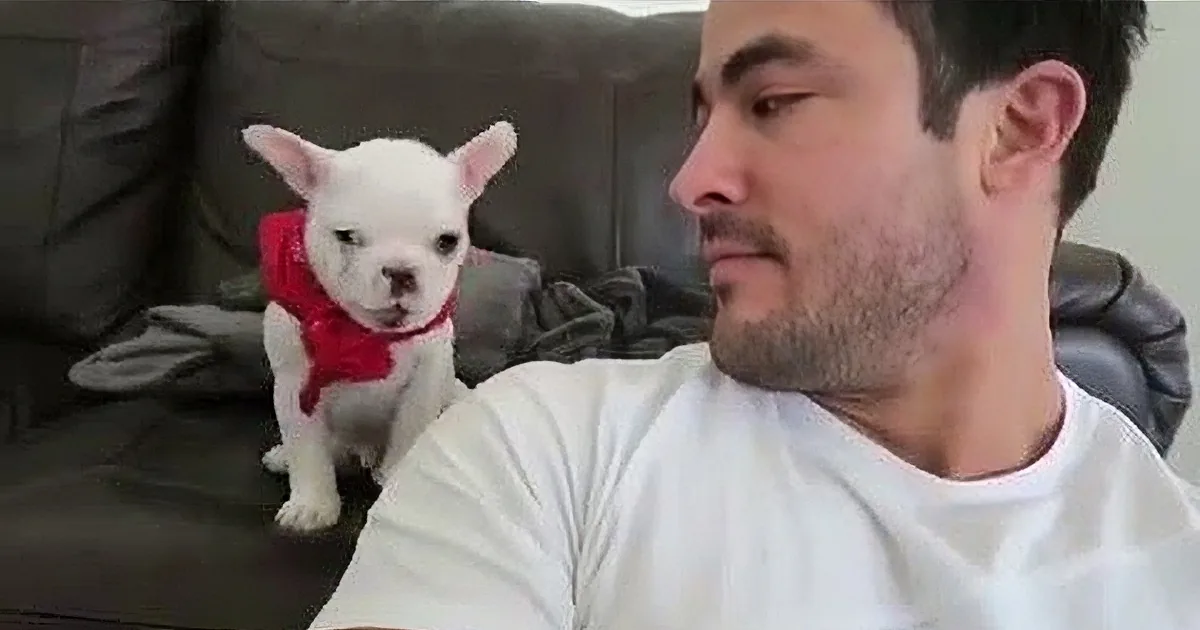 A man in a white shirt sits on a couch, looking at a small white dog wearing a red bandana.