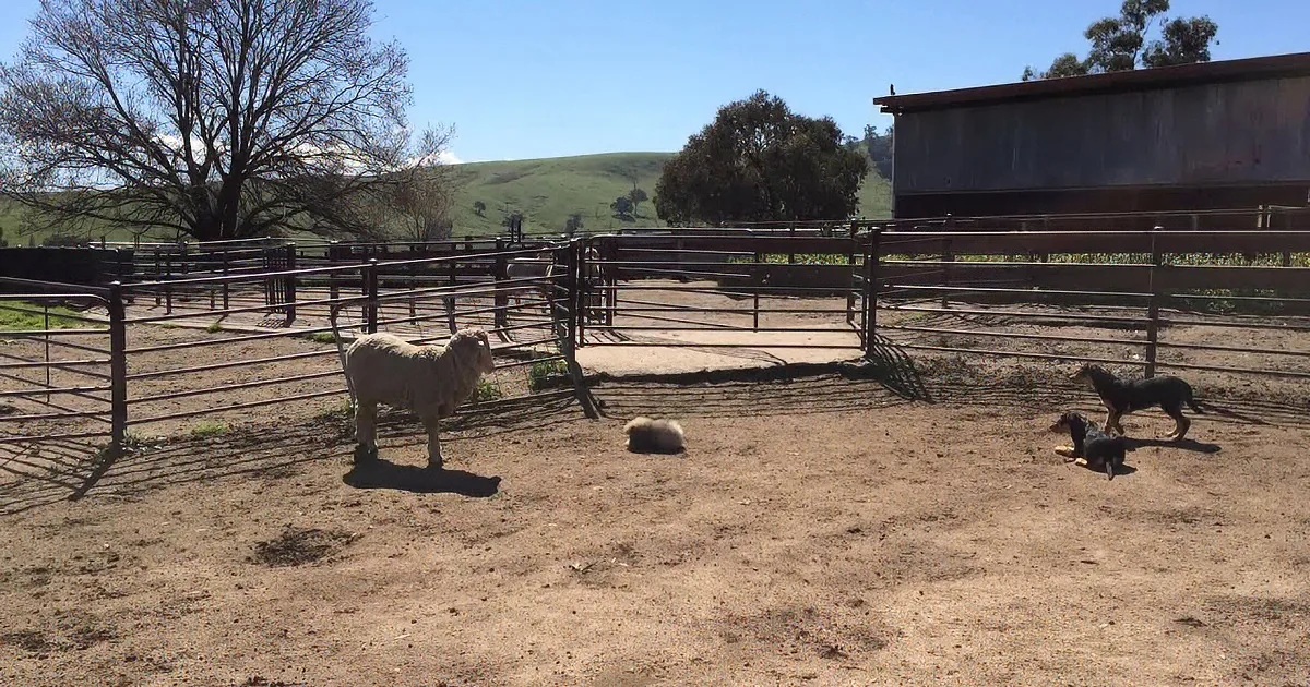 A sheep stands in a fenced area with two dogs nearby, under a clear blue sky.