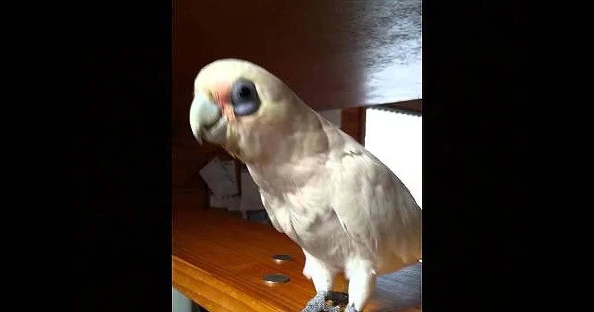 A white parrot with blue eyes perches on a wooden surface, looking to the left.