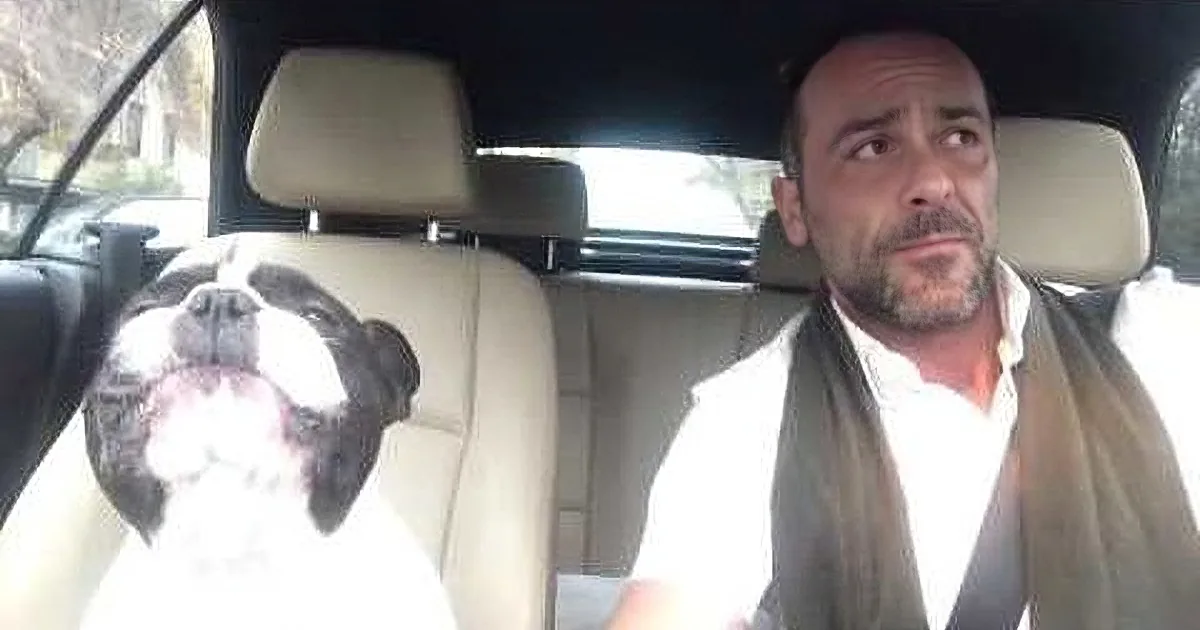 Daddy Rides in Car With His French Bulldog. I Cracked up When He Started Singing.