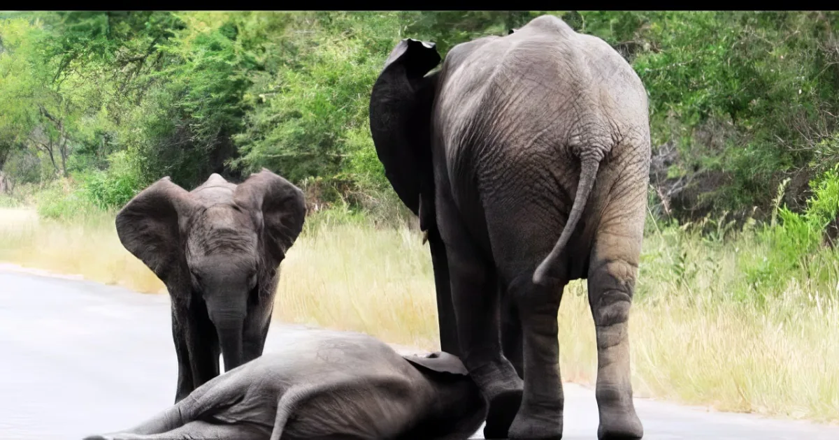 A baby elephant lies on the ground while an adult elephant stands nearby, both in a grassy area with trees.