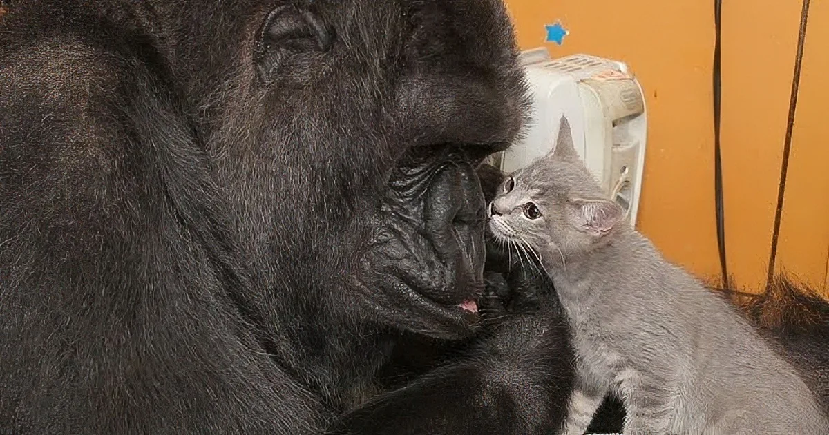 A gorilla and a cat are interacting closely, with the cat appearing curious and the gorilla seemingly calm.